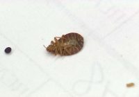 how bed bugs infest buildings