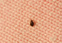 bed bug on fabric