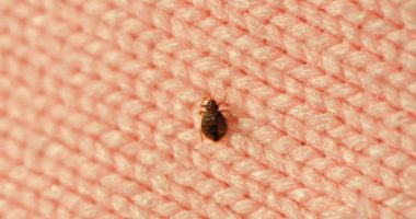 bed bug on fabric
