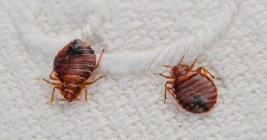 bed bugs