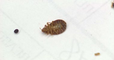 how bed bugs infest buildings